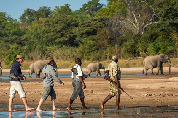 Guided walking safari in Kasane.