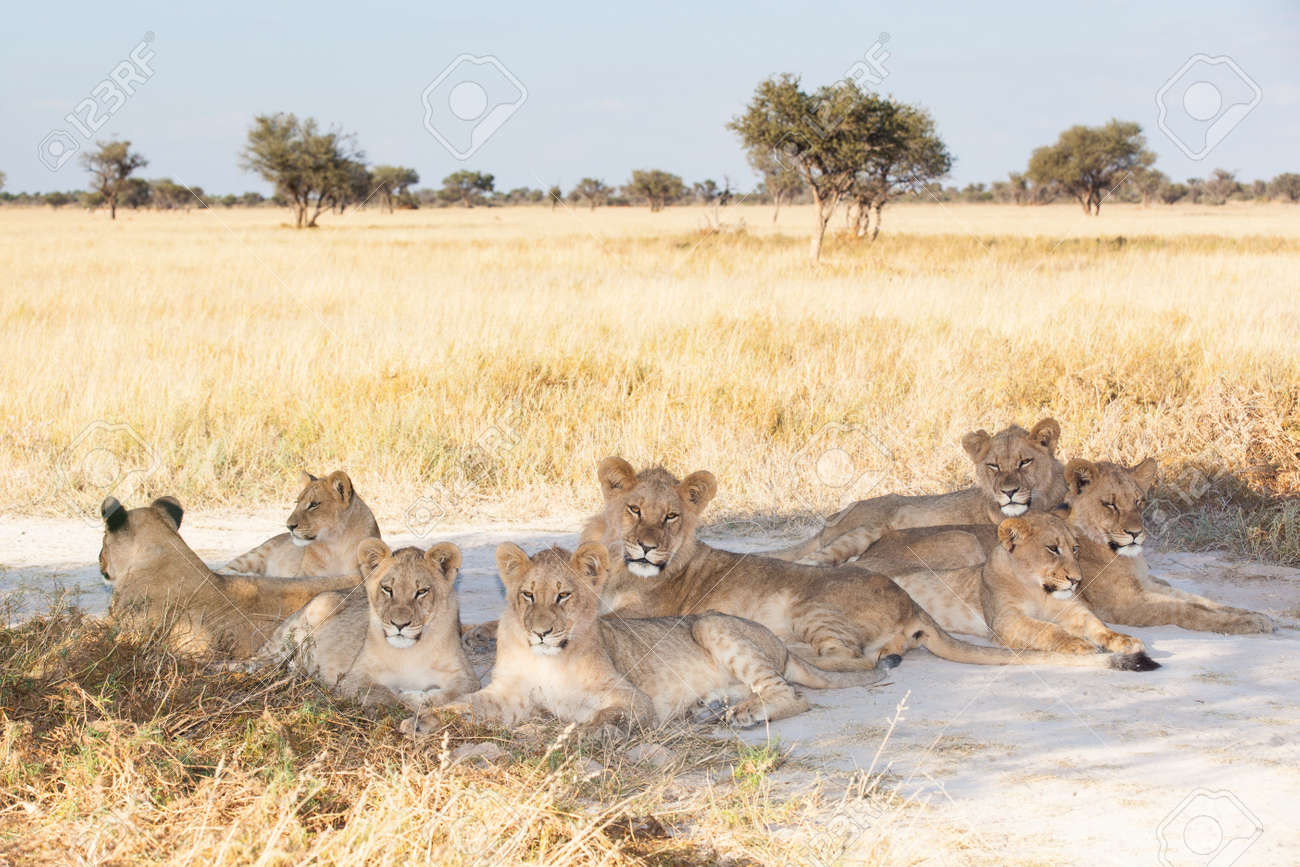 3 Days | Khutse/Central Kalahari Game Reserve