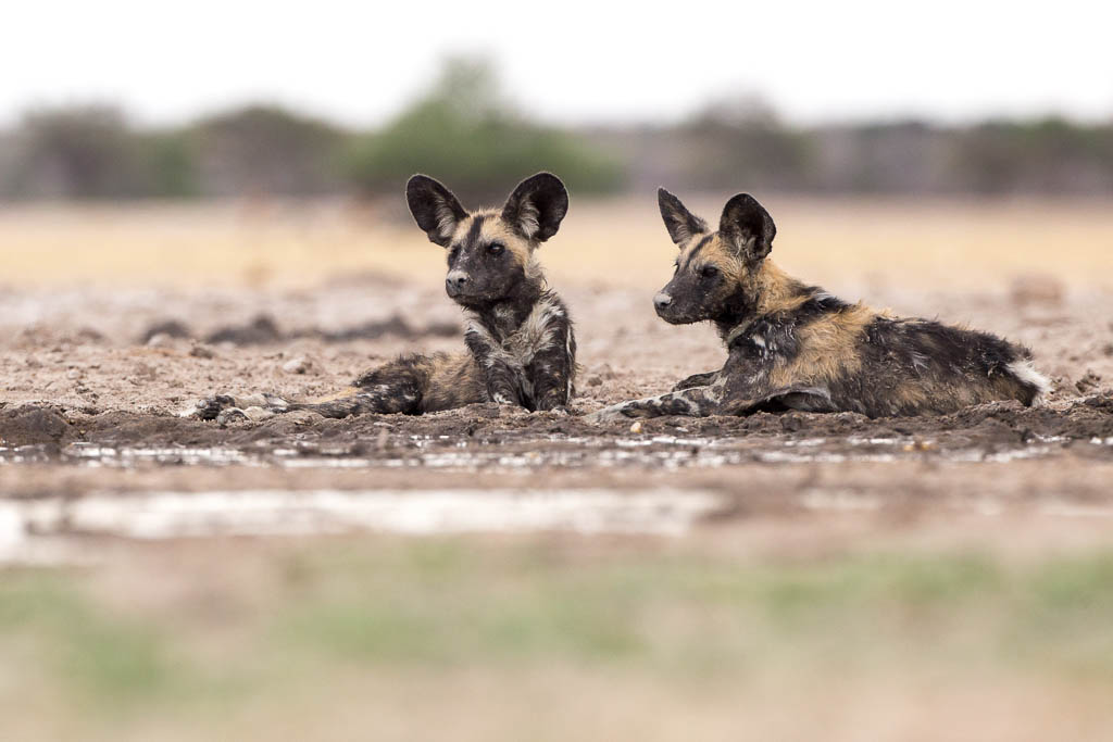3 Days | Khutse/Central Kalahari Game Reserve