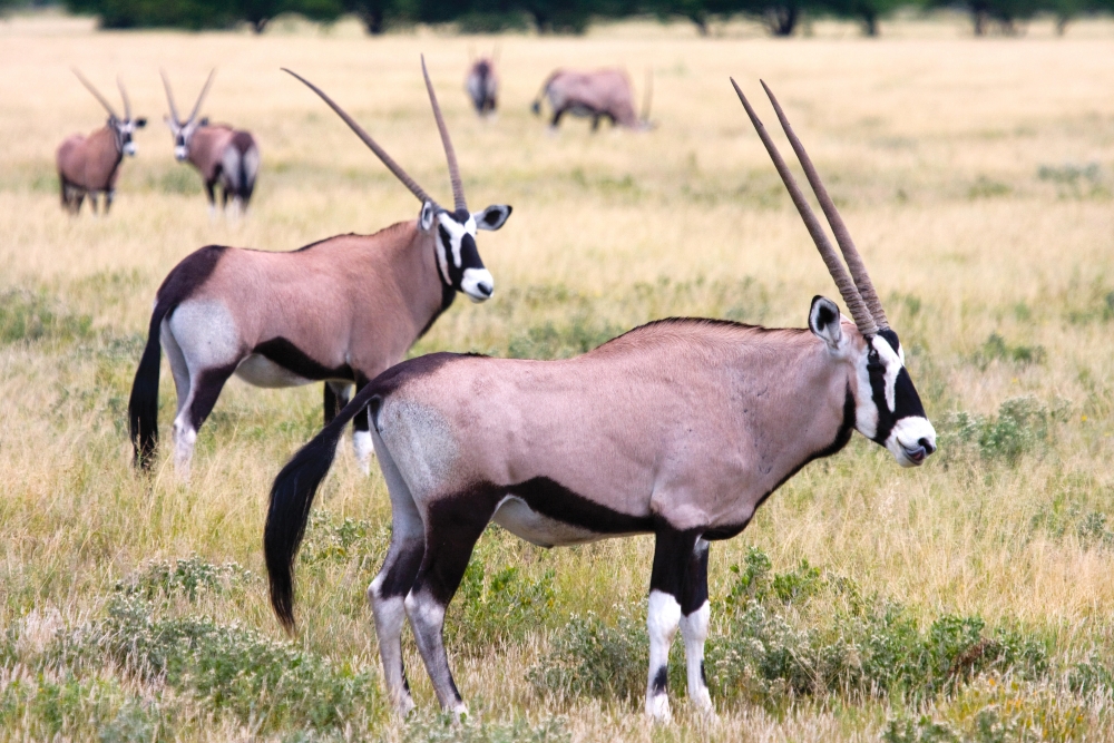 3 Days | Khutse/Central Kalahari Game Reserve