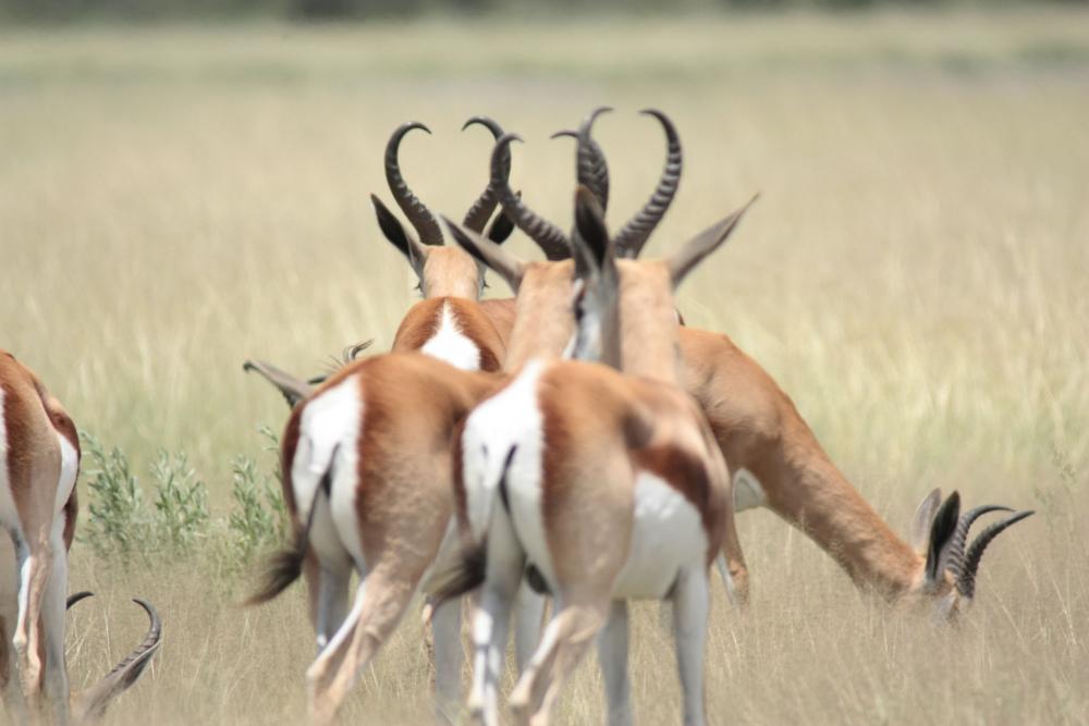 3 Days | Khutse/Central Kalahari Game Reserve