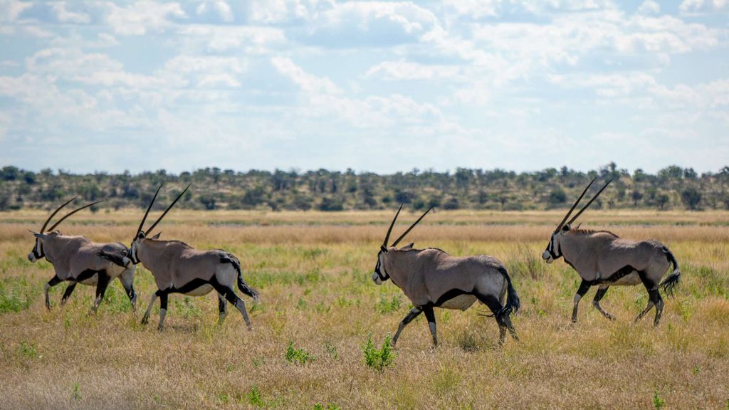3 Days | Khutse/Central Kalahari Game Reserve