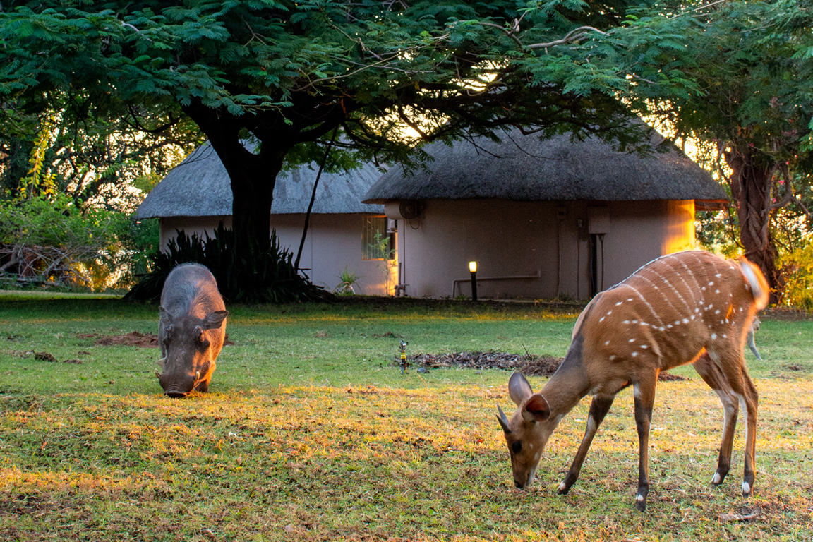 Chobe Safari Lodge